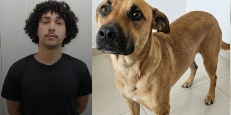 Mesmo após confissão, suspeito de z00fil1a é solto e polícia pede prisão à Justiça