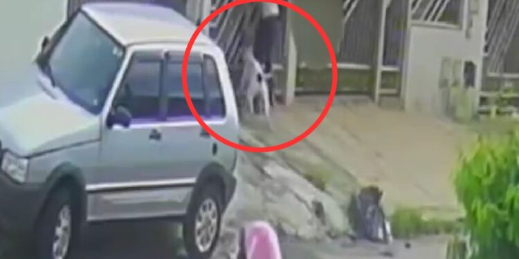 Vídeo mostra pitbull atacando menino de 2 anos ao chegar à casa da avó