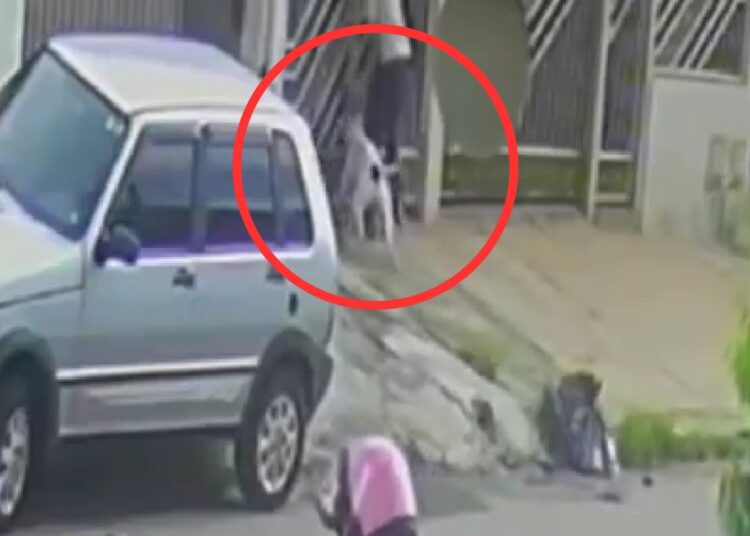 Vídeo mostra pitbull atacando menino de 2 anos ao chegar à casa da avó
