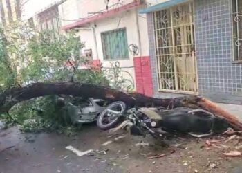 Queda de árvore atinge carros e interdita rua no Centro