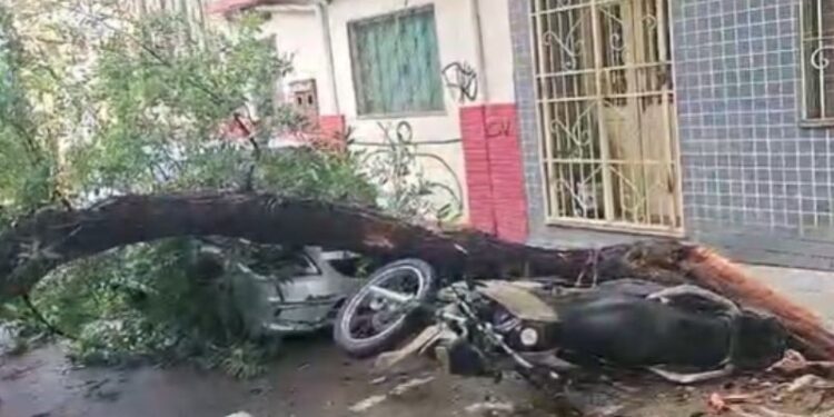 Queda de árvore atinge carros e interdita rua no Centro