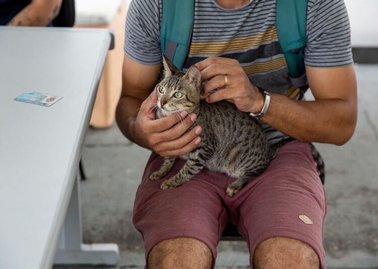 Garanta a vaga para castração gratuita de cães e gatos nesta semana