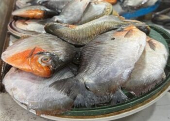 Alerta: Em Itacoatiara, três casos da doença da urina preta são confirmados após consumo de pacu