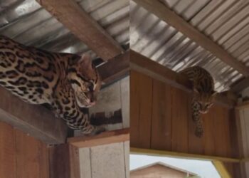 Após chuva, jaguatirica é encontrada em telhado de casa flutuante no Amazonas; veja o vídeo