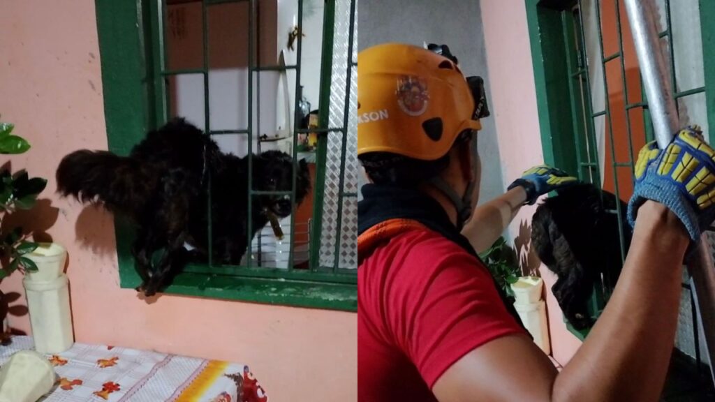Tadinho: com medo de trovões, cadela corre para dentro de casa e fica presa na janela em Manaus