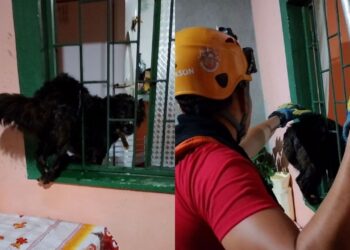 Tadinho: com medo de trovões, cadela corre para dentro de casa e fica presa na janela em Manaus