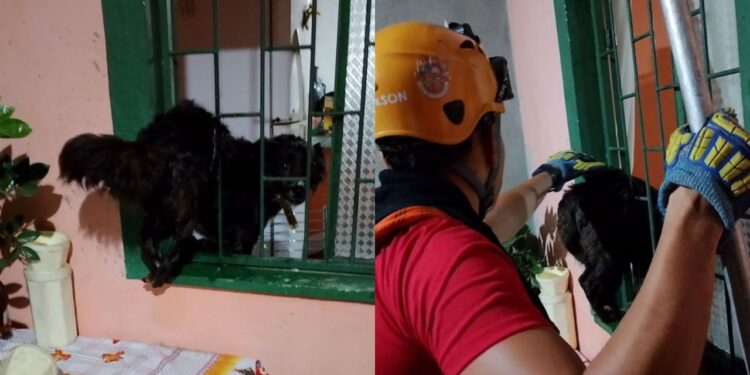 Tadinho: com medo de trovões, cadela corre para dentro de casa e fica presa na janela em Manaus
