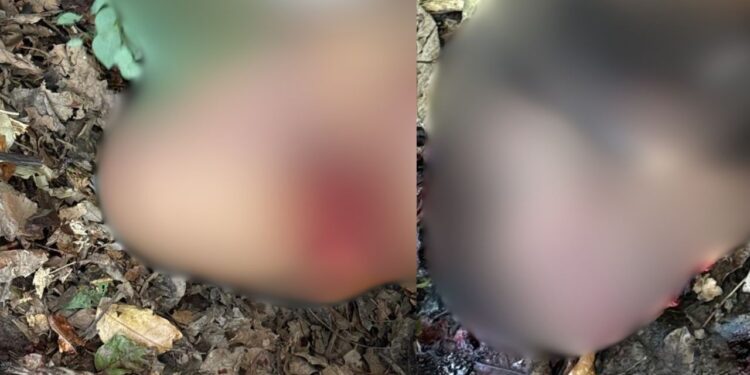 Macabro: Decapitado, homem é encontrado morto em área de mata no Amazonas; veja