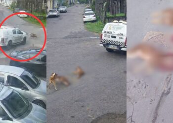 Viatura da PM atropela e mata dois cães e segue caminho no Novo Aleixo