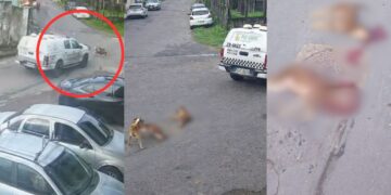 Viatura da PM atropela e mata dois cães e segue caminho no Novo Aleixo