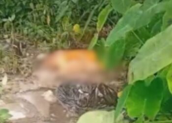 Bizarro: tronco humano é encontrado por moradores do bairro Alfredo Nascimento