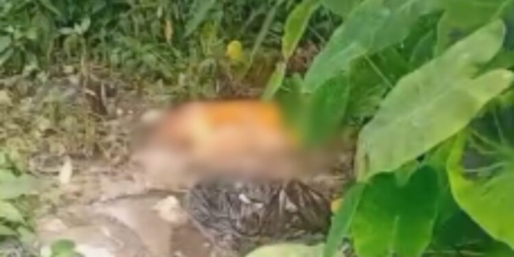 Bizarro: tronco humano é encontrado por moradores do bairro Alfredo Nascimento