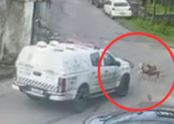 PM afasta policiais envolvidos em atropelamento de cadelas no Novo Aleixo; veja