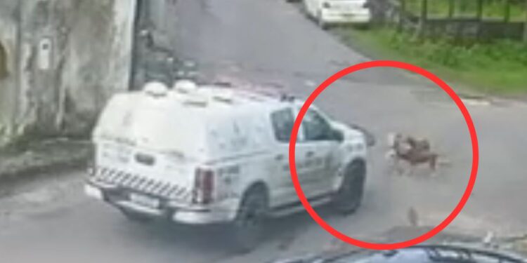 PM afasta policiais envolvidos em atropelamento de cadelas no Novo Aleixo; veja