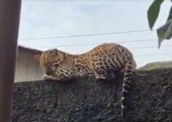 Que susto! Moradores se deparam com jaguatirica em cima do muro em Carauari; vídeo