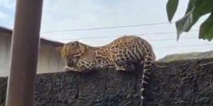 Que susto! Moradores se deparam com jaguatirica em cima do muro em Carauari; vídeo