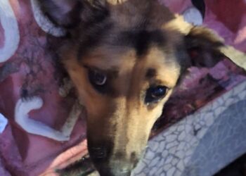 Cadela fica com a cabeça presa em pilastra e é salva pelos bombeiros em Manaus