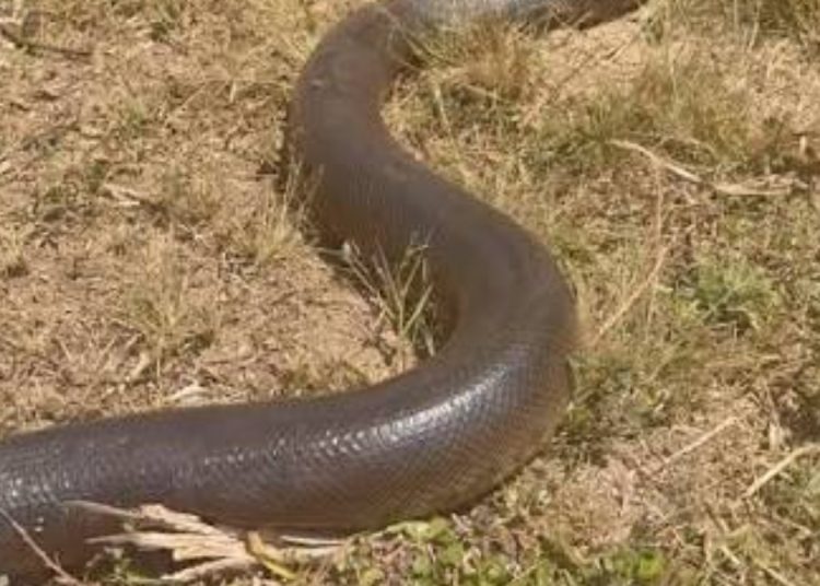 Sucuri maceta é encontrada atravessando estrada e surpreende pelo tamanho