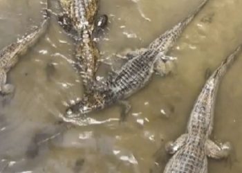 Cena assustadora: jacarés “dominam” igarapé na zona sul de Manaus