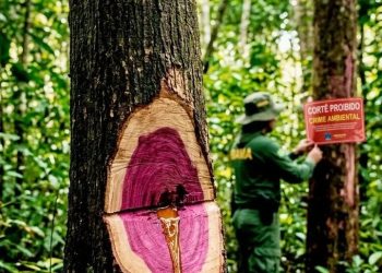 O Ouro Líquido do Amazonas – Uma árvore inteira para 1 litro de perfume