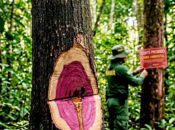 O Ouro Líquido do Amazonas – Uma árvore inteira para 1 litro de perfume