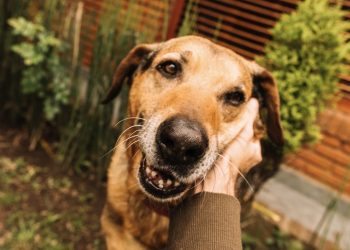 Cães resgatados esperam por uma família