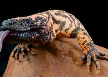 Um monstro abriu caminho para mounjaro e ozempic