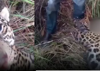 Vídeo: Enquanto fazia o ‘número 2’, homem é atacado por onça e sobrevive no Amazonas