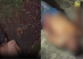Vídeo forte: Após pular muro para invadir casa, homem é atacado por dois pitbulls
