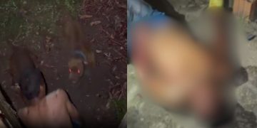Vídeo forte: Após pular muro para invadir casa, homem é atacado por dois pitbulls
