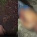 Vídeo forte: Após pular muro para invadir casa, homem é atacado por dois pitbulls