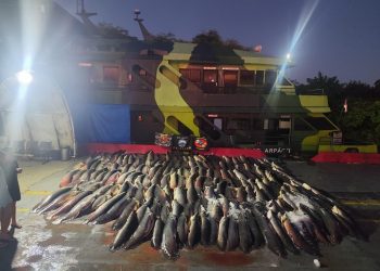 PM apreende 26 toneladas de peixe ilegal