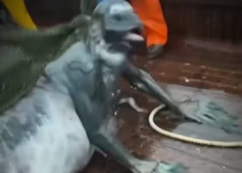 Pescadores capturam o “Encantado” em  Nhamundá