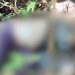 Horas após primeiro cadáver, segundo corpo é encontrado em área de mata no Tarumã