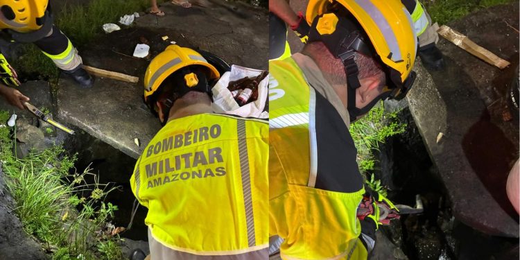 Bombeiros salvam cachorros que caíram em bueiro após briga em Manaus