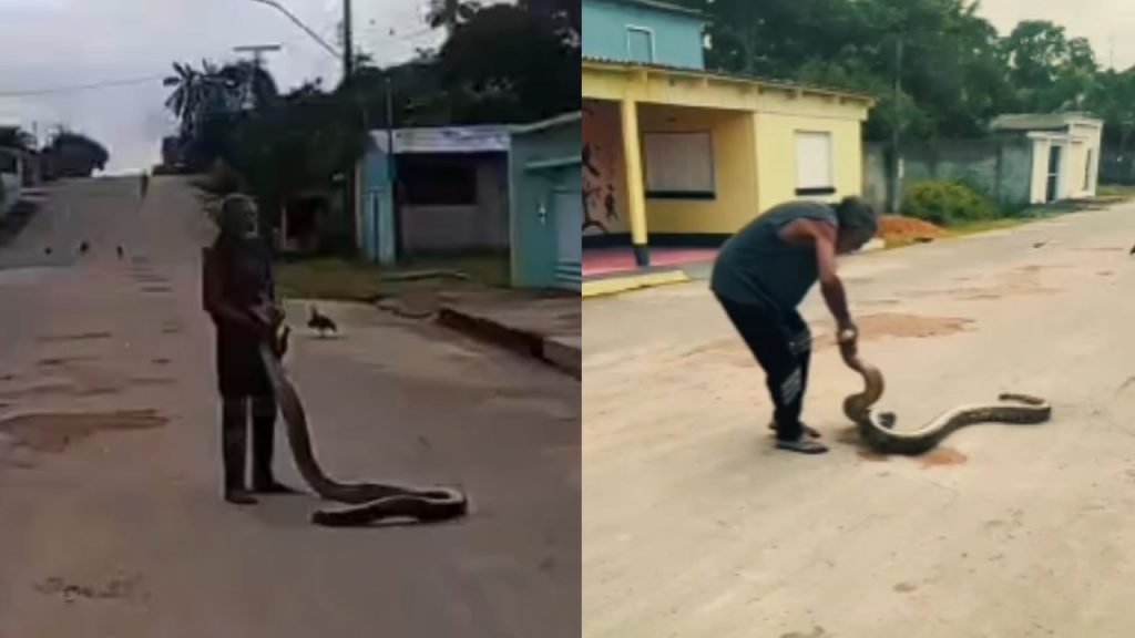 Sem medo, homem viraliza após segurar sucuri no interior do Amazonas; veja