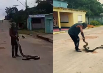 Sem medo, homem viraliza após segurar sucuri no interior do Amazonas; veja