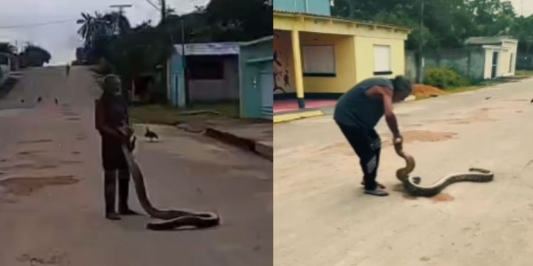 Sem medo, homem viraliza após segurar sucuri no interior do Amazonas; veja