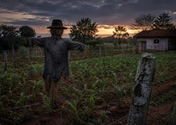 O espantalho maldito de Itapiranga