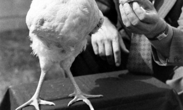 A galinha que viveu 18 meses sem cabeça