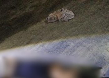 Com 10 tiros, criminosos matam homem no bairro Nossa Senhora de Fátima