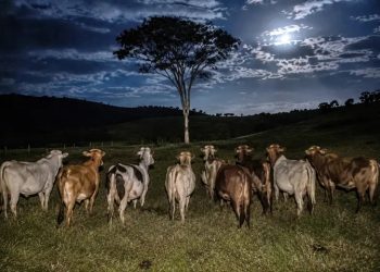 A árvore maldita no meio do nada, na Ilha da Marchantaria