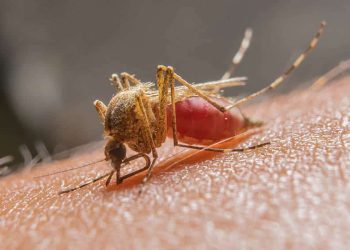 Chegada do verão Amazônico acende Alerta para aumento nos casos de Malária