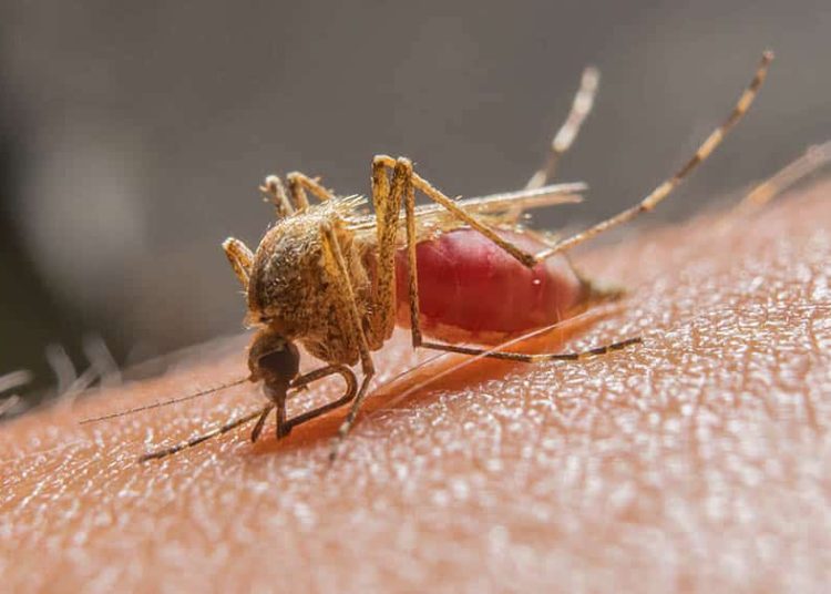 Chegada do verão Amazônico acende Alerta para aumento nos casos de Malária