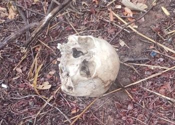 NÃO ERA UM COCO – Encontrado crânio humano em mata