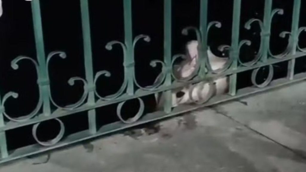 Morador leva susto ao puxar linha de pesca e encontrar arraia na orla do bairro São Raimundo