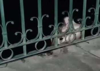Morador leva susto ao puxar linha de pesca e encontrar arraia na orla do bairro São Raimundo