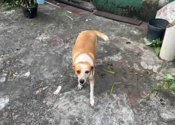Cara Mela é de casa