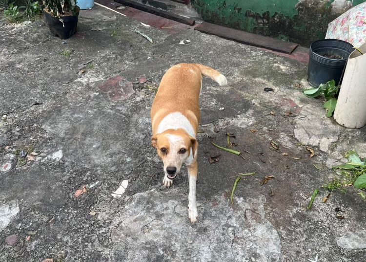 Cara Mela é de casa