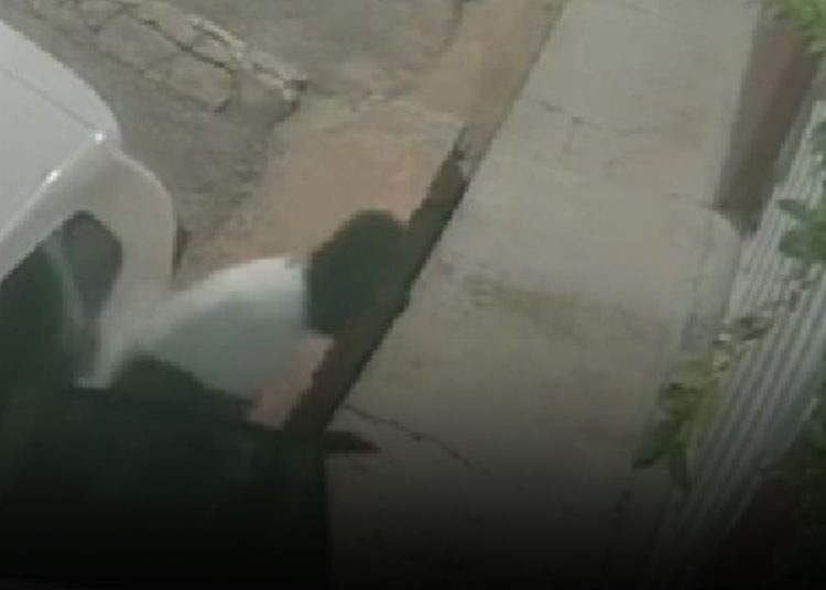 criminosos invadem casa de jornalista no Aleixo e fazem família refém